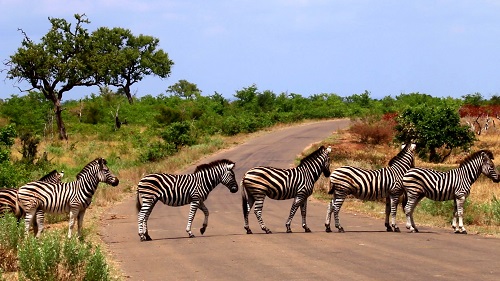 Deutsche-Politik-News.de | Foto: Zebras in Sdafrika
